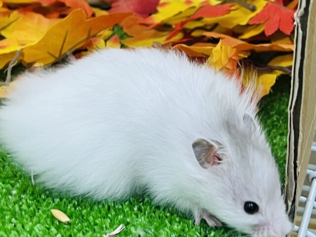 ゴールデンハムスター