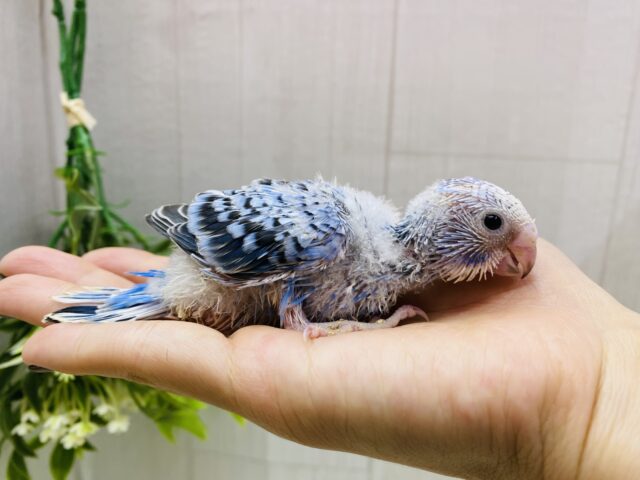 セキセイインコ