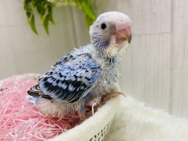 セキセイインコ