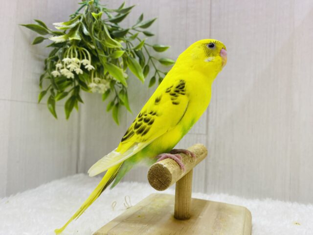 セキセイインコ