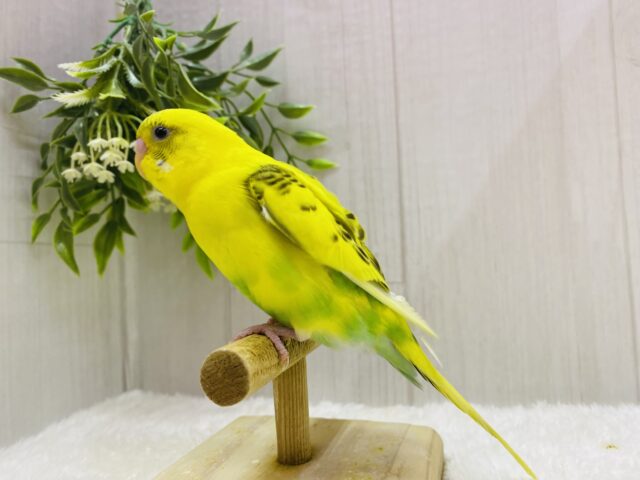 セキセイインコ