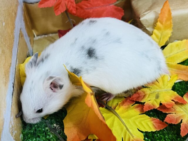 ゴールデンハムスター