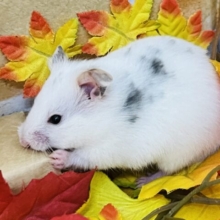 寝るの大好き♡ごま塩ハムスター？🐹