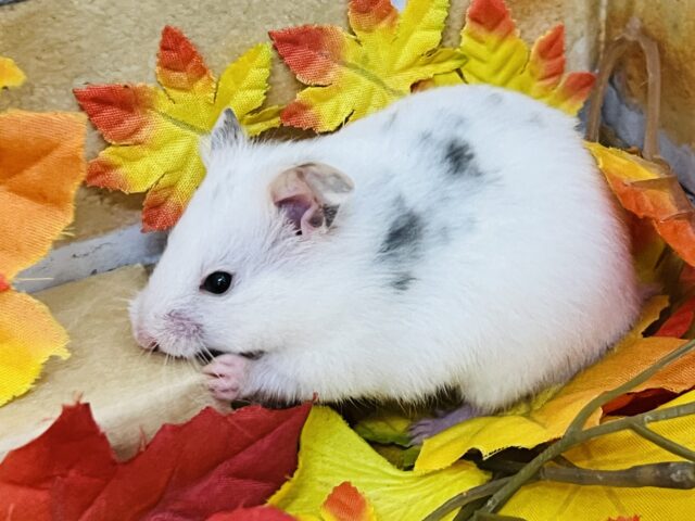 寝るの大好き♡ごま塩ハムスター？🐹