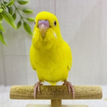 最新画像有ります❗️真っ黄色なキミちゃん💛やってきましたよ〜セキセイインコのルチノー❣️