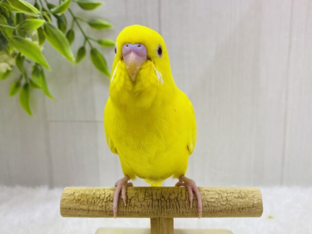 最新画像有ります❗️真っ黄色なキミちゃん💛やってきましたよ〜セキセイインコのルチノー❣️