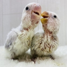 またまたやってきた‼️レアカラー限定⭐️コザクラインコフェア開催中！！