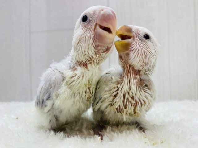 またまたやってきた‼️レアカラー限定⭐️コザクラインコフェア開催中！！