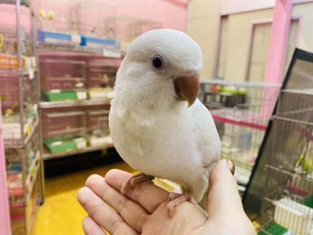 オキナインコ