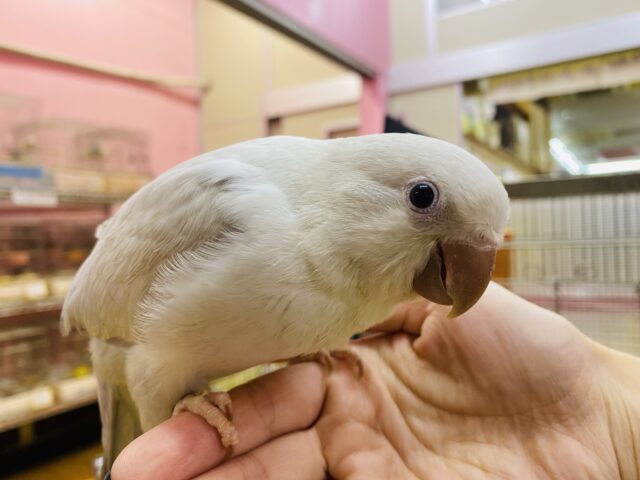 オキナインコ