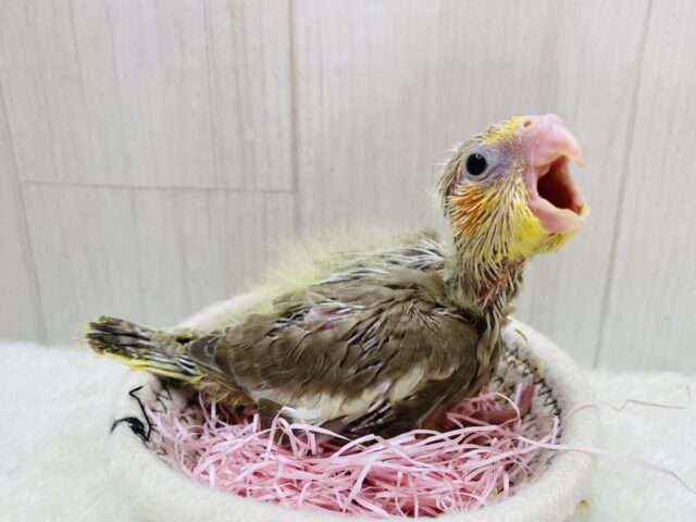 オカメインコ