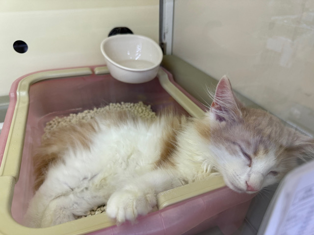 ノルウェージャンフォレストキャット