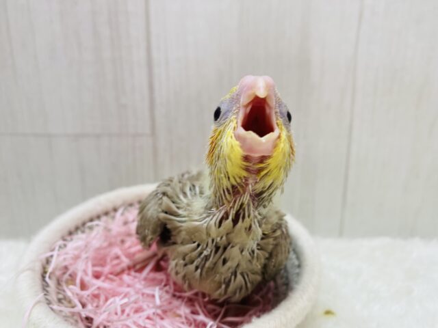 オカメインコ