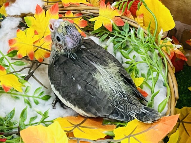 オカメインコ