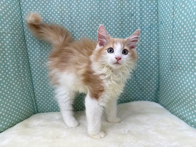 ノルウェージャンフォレストキャット