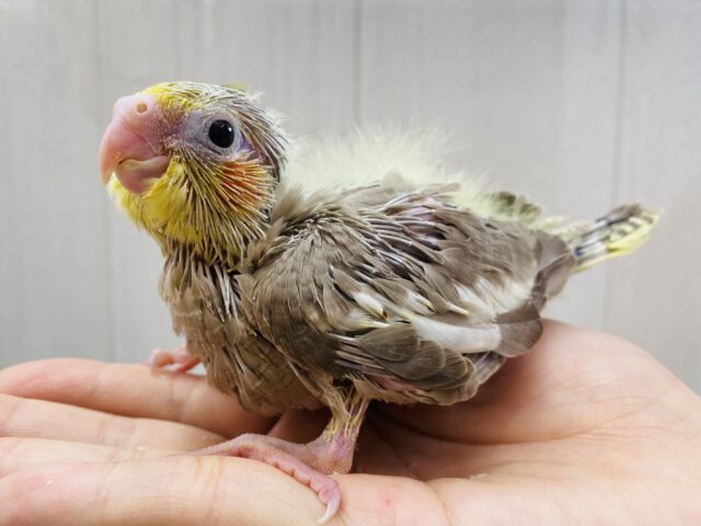 大きなお口でアピールしちゃう‼️元気いっぱいオカメインコのシナモン🌟