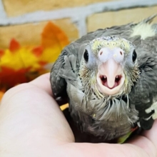 つるんと頭も愛おしい♡オカメインコ（ノーマル）の雛入舎しました！