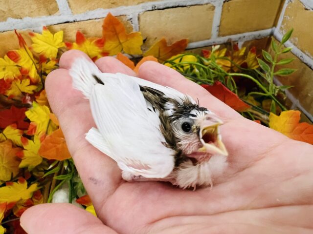 十姉妹（ジュウシマツ）