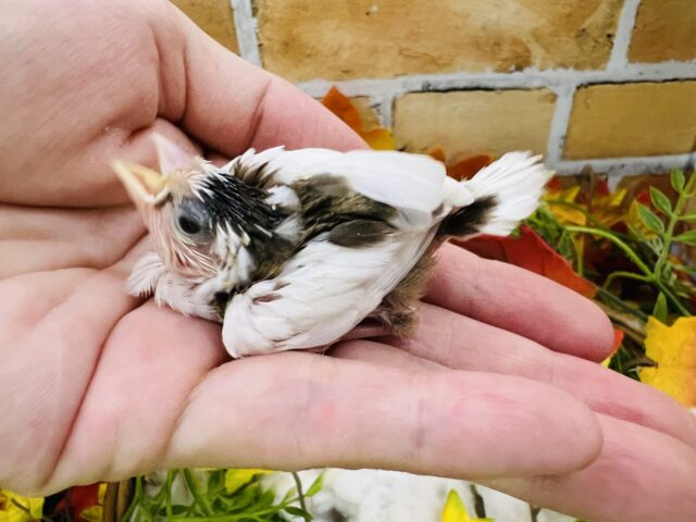 十姉妹（ジュウシマツ）