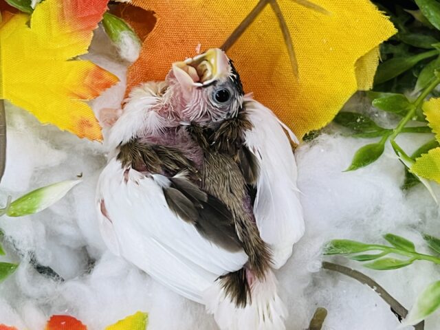 十姉妹（ジュウシマツ）