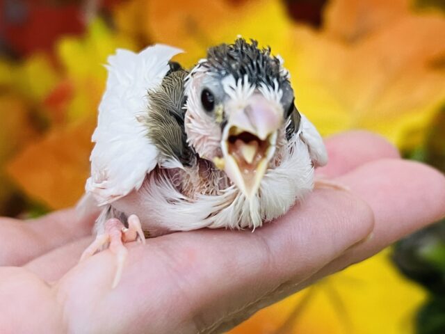 十姉妹（ジュウシマツ）