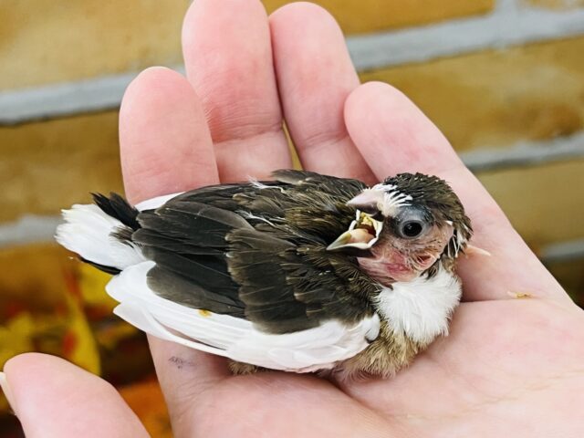 十姉妹（ジュウシマツ）