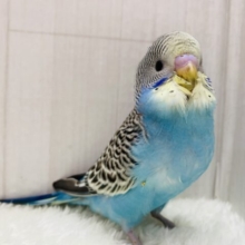 最新画像有ります🌟ドヤっと‼️ビッシリ入る模様が素敵なセキセイインコ💛(ノーマルイエローフェイス)