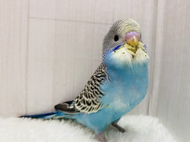 最新画像有ります🌟ドヤっと‼️ビッシリ入る模様が素敵なセキセイインコ💛(ノーマルイエローフェイス)