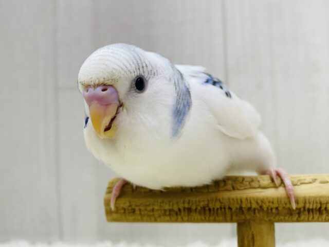 最新画像有ります⭐️どちらのカラーがお好みですか︎❓❓ブルーパイドチーム💙💜