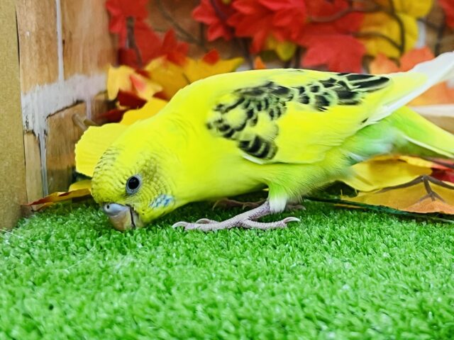 セキセイインコ