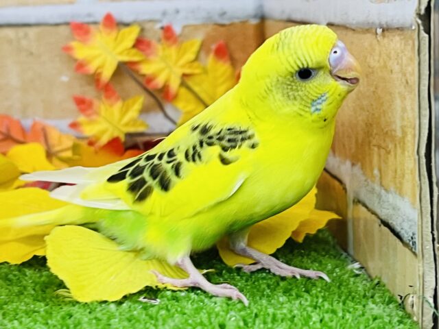 9/24更新☆むっちり♡セキセイインコ（イエローハルクイン）