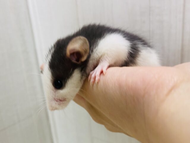 ファンシーラット