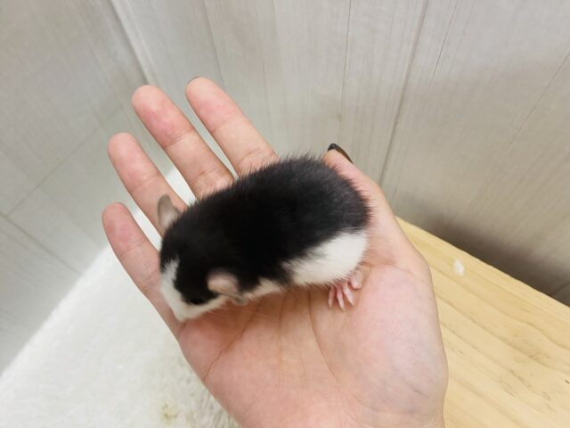 ファンシーラット