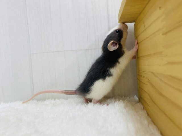 ファンシーラット