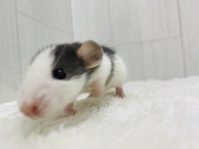 ファンシーラット