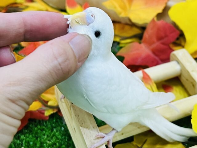 セキセイインコ