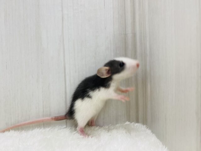 ファンシーラット