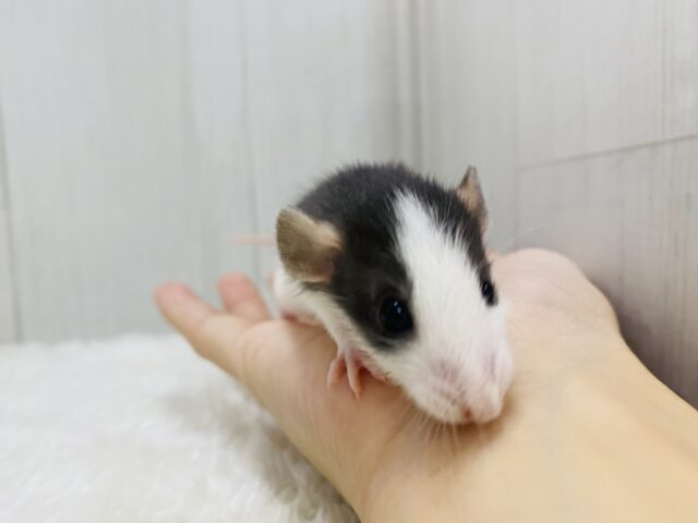 ファンシーラット