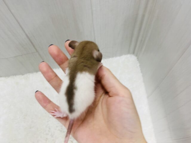 ファンシーラット