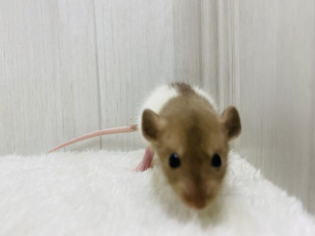 ファンシーラット