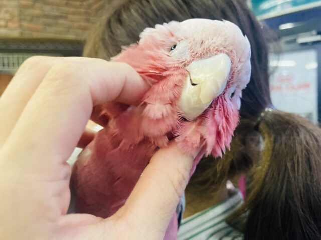 満開の愛嬌🌸♥︎︎∗︎*゚宇宙イチ❢❢ベタなれモモイロインコちゃん💟 モモイロインコ