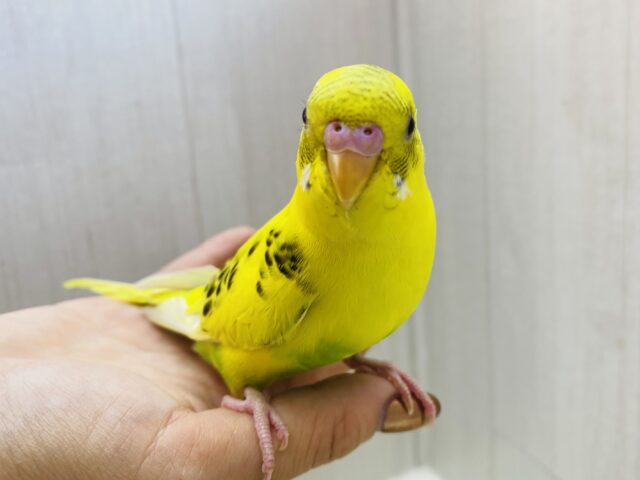 セキセイインコ