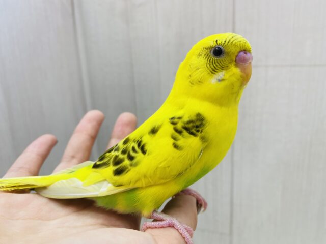 最新画像有ります‼️ピロロ〜と元気いっぱい🌟人気カラーのセキセイインコ黄ハルクイン💛