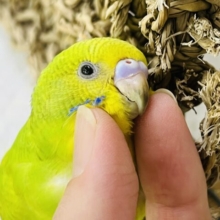 9/26更新☆目指すはジャンボ⁈セキセイインコ（グリーンスパングル）