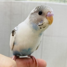 最新画像🥳これぞ‼️ごま塩ちゃんカラー♥セキセイインコの白ハルクイン😎✨