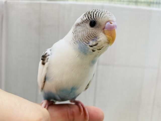 最新画像🥳これぞ‼️ごま塩ちゃんカラー♥セキセイインコの白ハルクイン😎✨