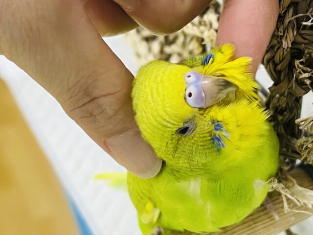 セキセイインコ