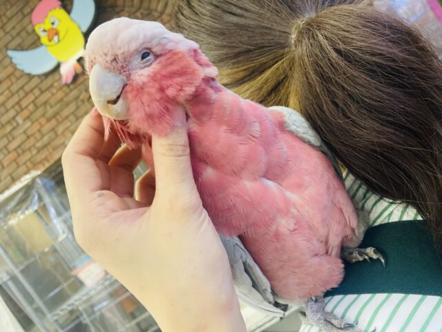 満開の愛嬌🌸♥︎︎∗︎*゚宇宙イチ❢❢ベタなれモモイロインコちゃん💟 モモイロインコ