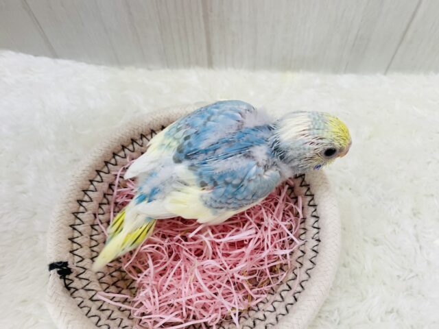 セキセイインコ