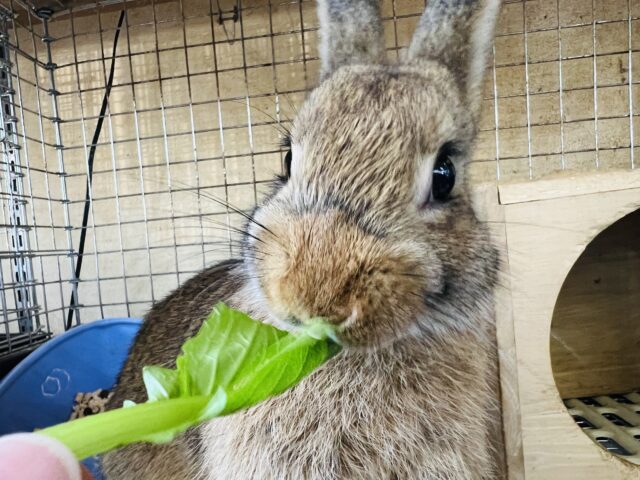 ドワーフラビット